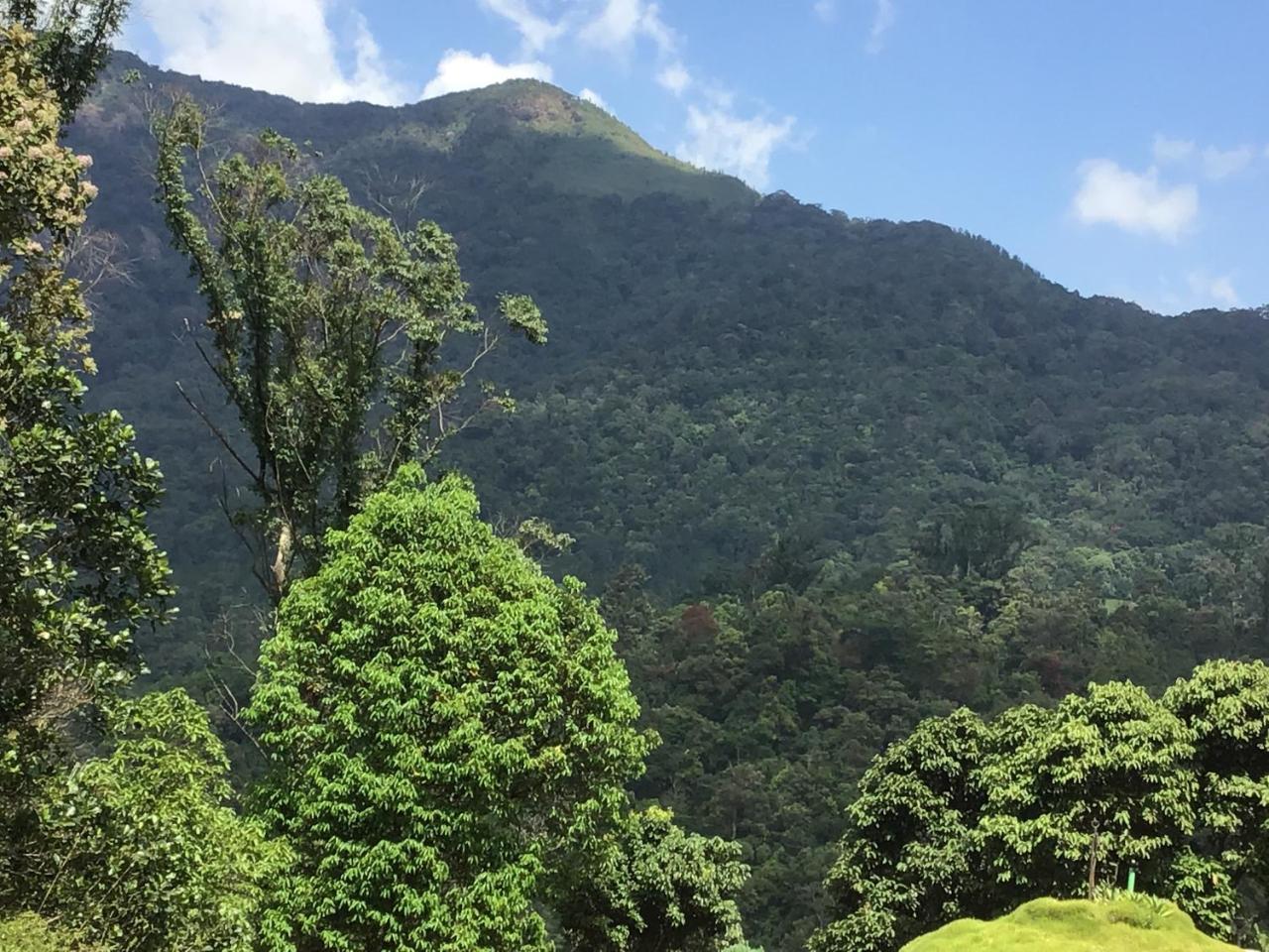 Wild Elephant Eco Friendly Resort Munnar Kültér fotó